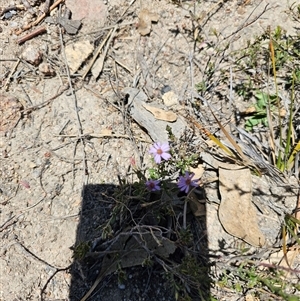 Olearia tenuifolia at Tharwa, ACT - 13 Oct 2024 11:47 AM