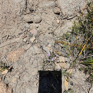 Olearia tenuifolia at Tharwa, ACT - 13 Oct 2024 11:47 AM