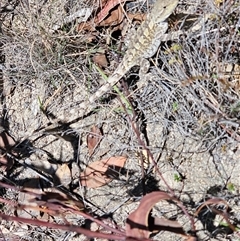 Amphibolurus muricatus at Tharwa, ACT - 13 Oct 2024 by Jiggy