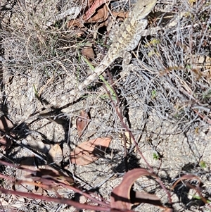 Amphibolurus muricatus at Tharwa, ACT by Jiggy