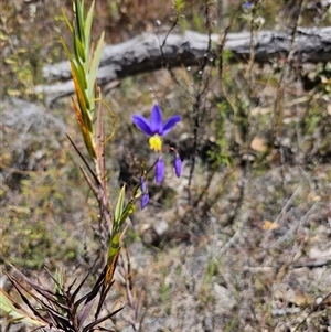 Stypandra glauca at Tharwa, ACT - 13 Oct 2024 12:05 PM