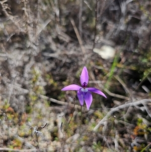 Glossodia major at Tharwa, ACT - suppressed