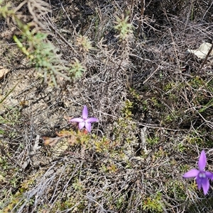 Glossodia major at Tharwa, ACT - suppressed