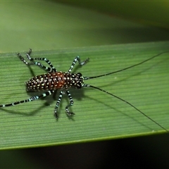 Acripeza reticulata at Acton, ACT - 17 Oct 2024 by TimL