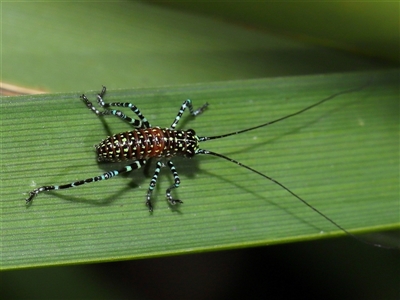 Acripeza reticulata at Acton, ACT - 17 Oct 2024 by TimL