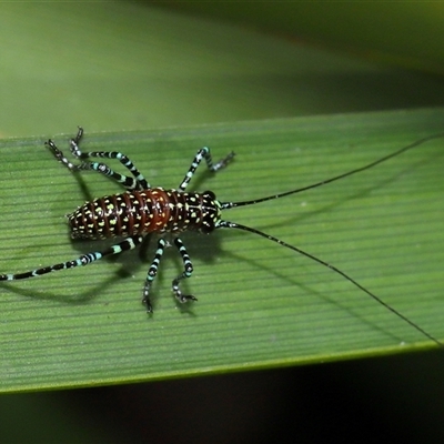 Acripeza reticulata at Acton, ACT - 17 Oct 2024 by TimL