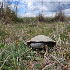 Chelodina longicollis (Eastern Long-necked Turtle) at Hume, ACT - 14 Oct 2024 by Jiggy