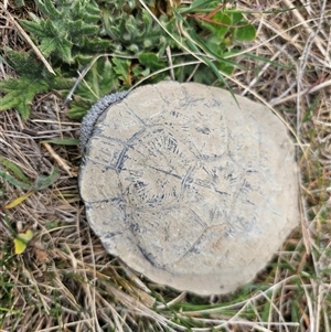 Chelodina longicollis at Hume, ACT - 14 Oct 2024