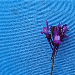 Linaria pelisseriana (Pelisser's Toadflax) at Hume, ACT - 15 Oct 2024 by Jiggy