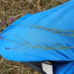 Linaria pelisseriana at Hume, ACT - 15 Oct 2024