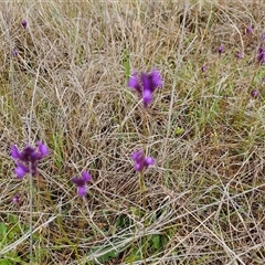 Linaria pelisseriana at Hume, ACT - 15 Oct 2024 09:43 AM