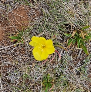 Oenothera stricta subsp. stricta at Hume, ACT by Jiggy