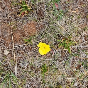 Oenothera stricta subsp. stricta at Hume, ACT - 15 Oct 2024