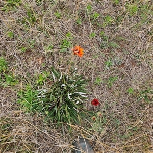 Gazania rigens at Hume, ACT by Jiggy