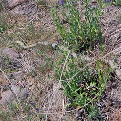 Pseudonaja textilis (Eastern Brown Snake) at Hume, ACT - 17 Oct 2024 by Jiggy