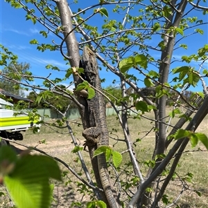 Pogona barbata at Theodore, ACT - 17 Oct 2024