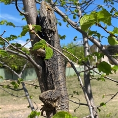 Pogona barbata at Theodore, ACT - 17 Oct 2024