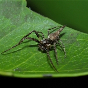 Unidentified Other hunting spider at Acton, ACT by TimL