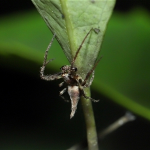 Acroaspis sp. (genus) at suppressed - 17 Oct 2024