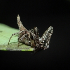 Acroaspis sp. (genus) at suppressed - 17 Oct 2024