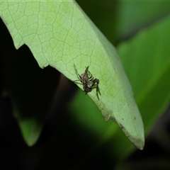 Acroaspis sp. (genus) at suppressed - 17 Oct 2024