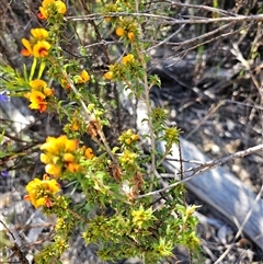 Pultenaea procumbens (Bush Pea) at Tharwa, ACT - 12 Oct 2024 by Jiggy