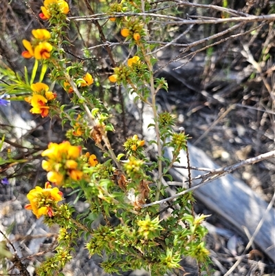 Pultenaea procumbens (Bush Pea) at Tharwa, ACT - 13 Oct 2024 by Jiggy