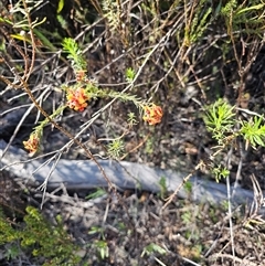 Pultenaea procumbens at Tharwa, ACT - 13 Oct 2024