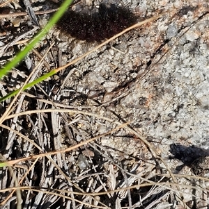 Lepidoptera unclassified IMMATURE moth at Tharwa, ACT - 13 Oct 2024