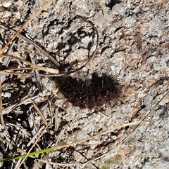 Lepidoptera unclassified IMMATURE moth at Tharwa, ACT - 13 Oct 2024