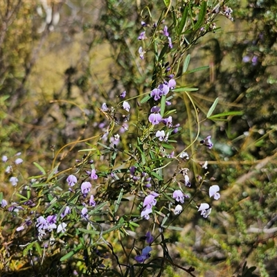 Glycine clandestina (Twining Glycine) at Tharwa, ACT - 13 Oct 2024 by Jiggy