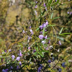 Glycine clandestina at Tharwa, ACT - 13 Oct 2024