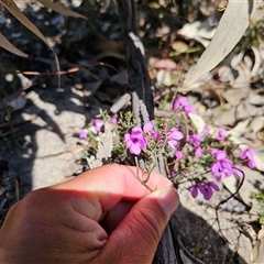 Tetratheca bauerifolia (Heath Pink-bells) at Tharwa, ACT - 13 Oct 2024 by Jiggy