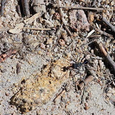 Myrmecia tarsata (Bull ant or Bulldog ant) at Tharwa, ACT - 13 Oct 2024 by Jiggy