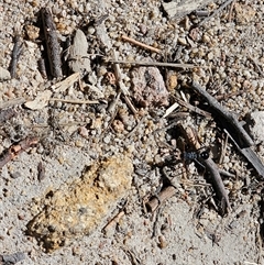 Myrmecia tarsata at Tharwa, ACT - 13 Oct 2024