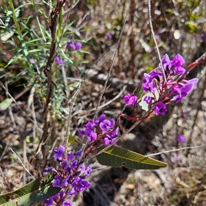 Hardenbergia violacea at Tharwa, ACT by Jiggy