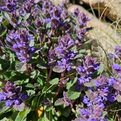 Ajuga australis (Austral Bugle) at Tharwa, ACT - 12 Oct 2024 by Jiggy