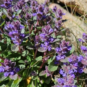 Ajuga australis at Tharwa, ACT - 13 Oct 2024