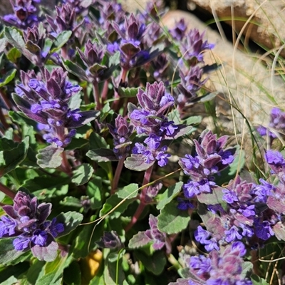 Ajuga australis (Austral Bugle) at Tharwa, ACT - 13 Oct 2024 by Jiggy
