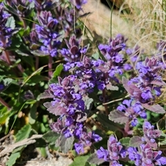 Ajuga australis at Tharwa, ACT - 13 Oct 2024