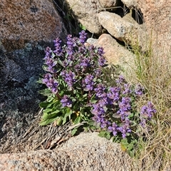 Ajuga australis at Tharwa, ACT - 13 Oct 2024