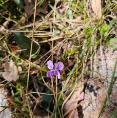 Viola betonicifolia (Mountain Violet) at Tharwa, ACT - 12 Oct 2024 by Jiggy