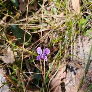 Viola betonicifolia at Tharwa, ACT - 13 Oct 2024 10:20 AM