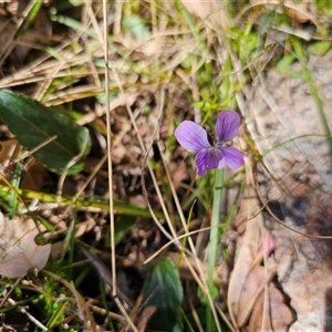 Viola betonicifolia at Tharwa, ACT - 13 Oct 2024 10:20 AM