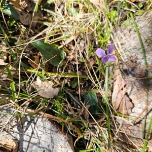 Viola betonicifolia at Tharwa, ACT - 13 Oct 2024 10:20 AM