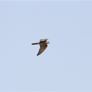 Falco cenchroides at Throsby, ACT by TimL