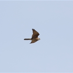 Falco berigora at Throsby, ACT - 4 Aug 2024 02:51 PM