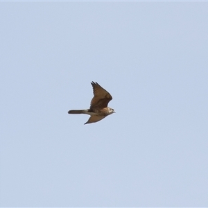 Falco berigora at Throsby, ACT - 4 Aug 2024 02:51 PM