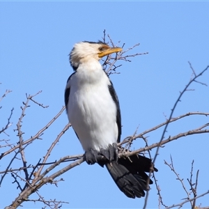 Microcarbo melanoleucos (Little Pied Cormorant) at Macnamara, ACT by TimL