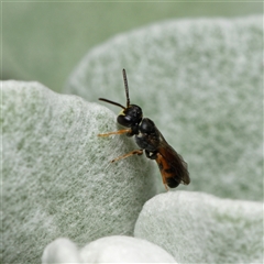 Hylaeus (Prosopisteron) littleri (Hylaeine colletid bee) at Downer, ACT - 17 Oct 2024 by RobertD